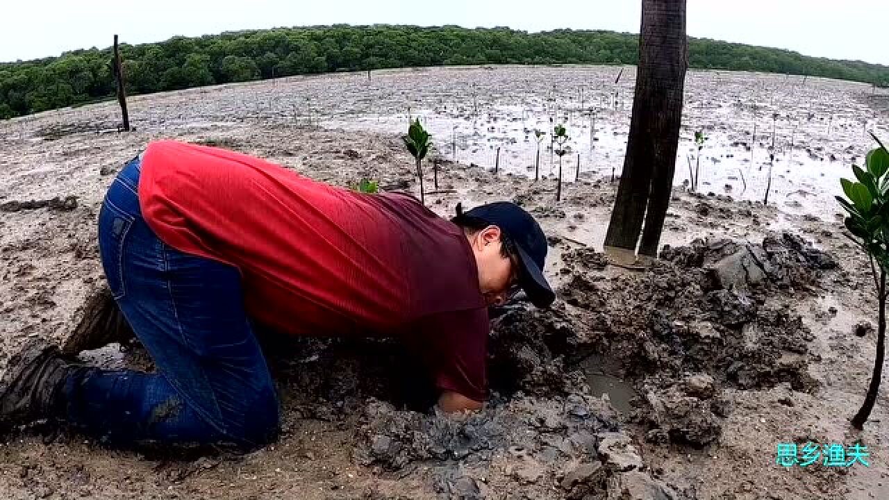 渔夫挖螃蟹属实牛专挑难啃硬骨头难怪总抓蟹王