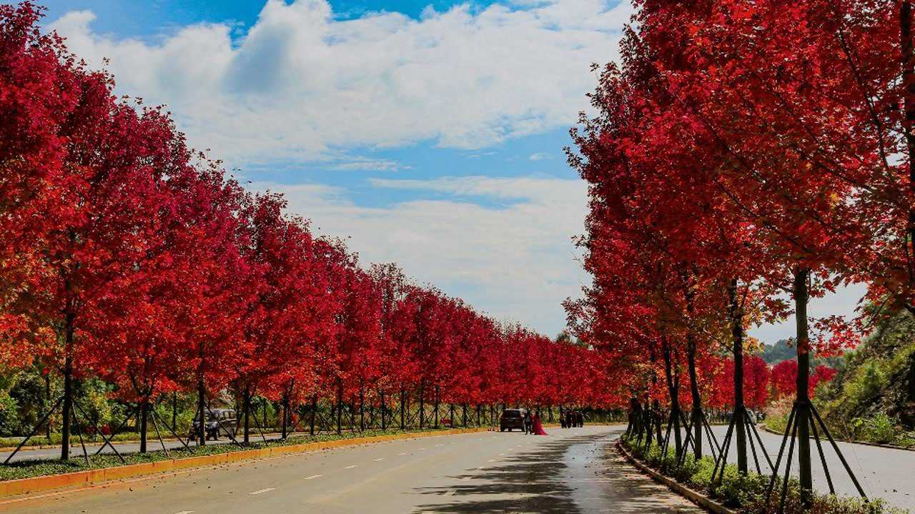 益阳鱼形山大道枫叶红了,转眼又是一个秋