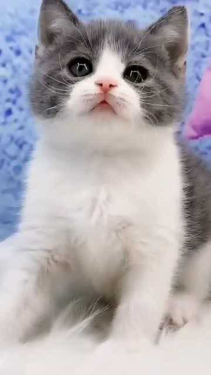 精神抖擞的小猫咪,太帅了!