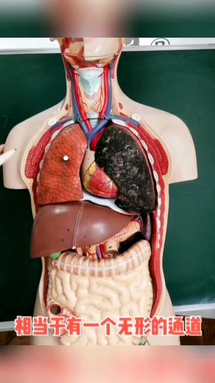 认识人体器官5听过五脏六腑的人很多但知道五脏六腑的人少得可怜跟我