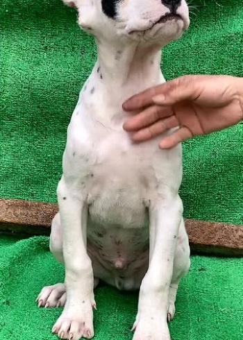 海盗眼杜高犬?这小外表看起来,是不是特别帅呀