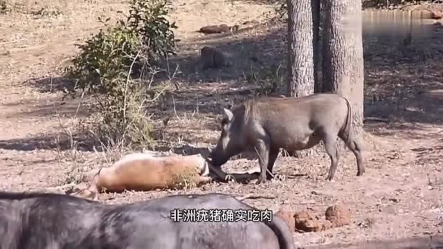 非洲疣猪即吃草又吃肉,属于杂食性动物,那么人类呢?