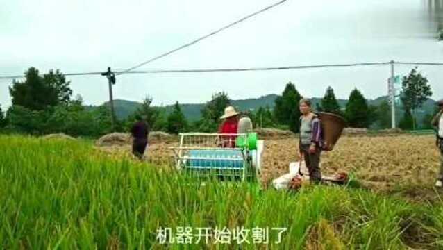 这样的小型收割机收割水稻,很适合南方山区小型农田,你看怎么样