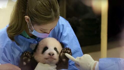 [图]韩国女艺人浓妆摸抱大熊猫幼崽 为何这种行为有风险？