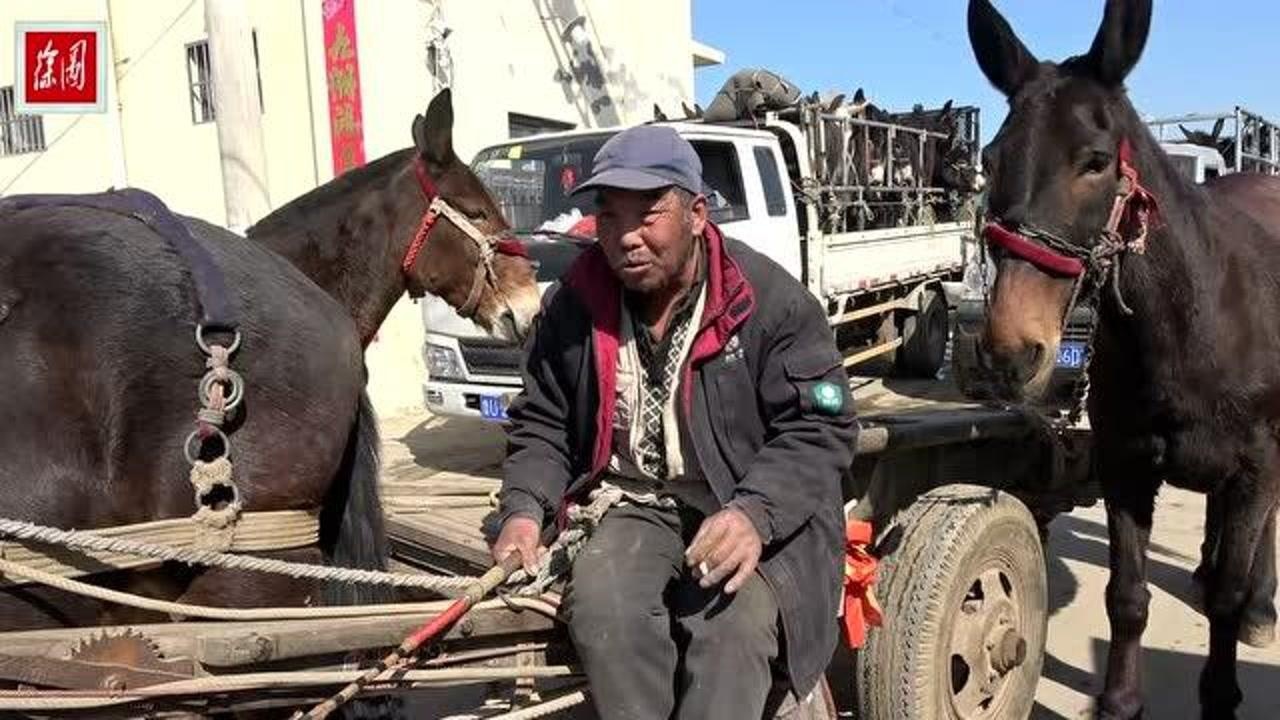 農村老漢趕馬車50年看老把式怎麼在擁擠公路趕大馬車很少見