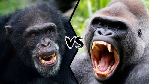大猩猩和黑猩猩谁更强？这是肌肉与智慧的较量，谁的进化更成功？