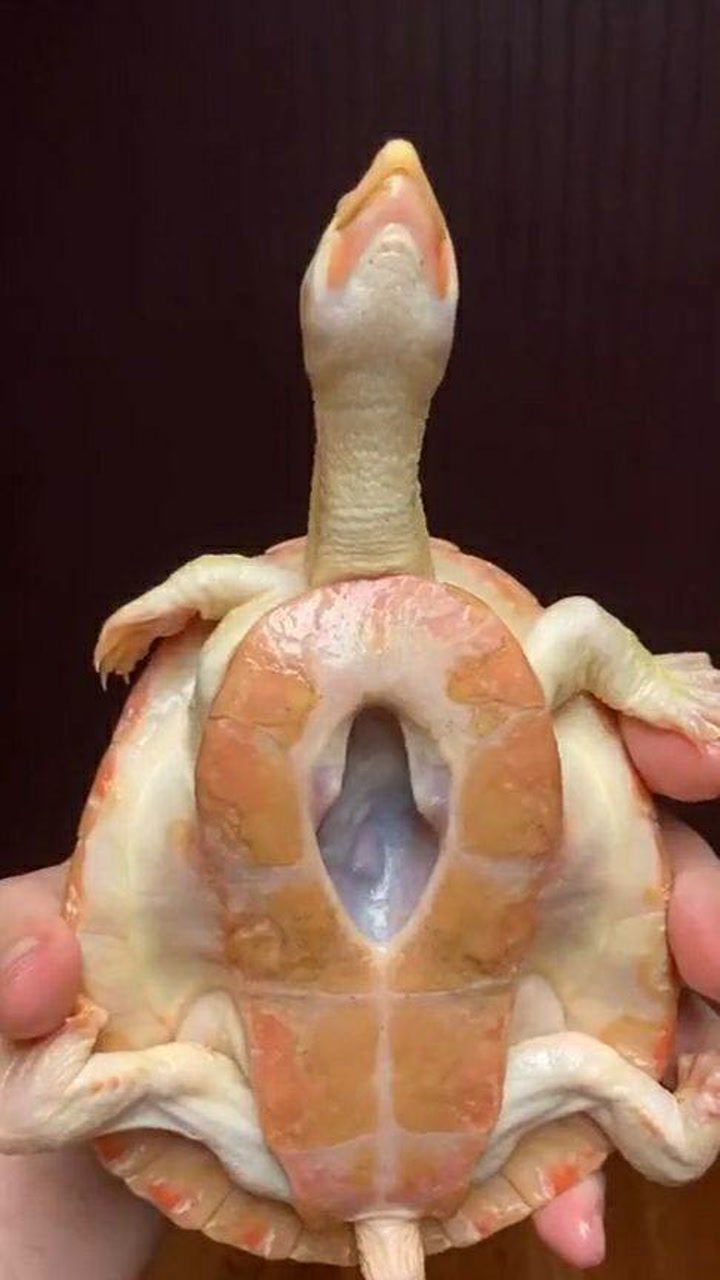没有壳的乌龟,原来里面长这样,长知识了!