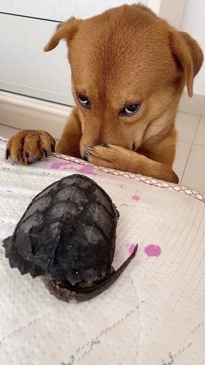 乌龟你都敢用嘴咬这下牙疼了吧