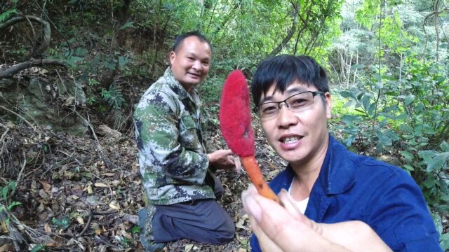 小伙到大山里摘野果,发现珍贵又稀少的“回春草”给大家认识一下