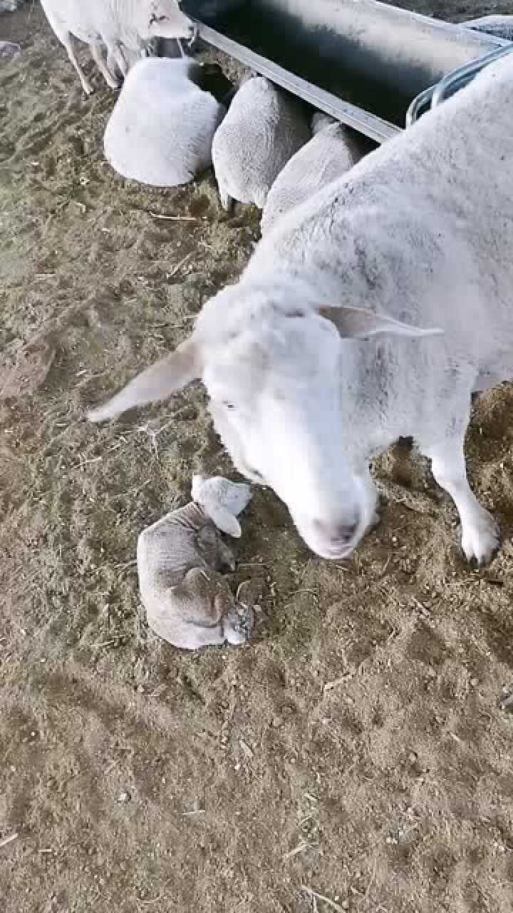 刚出生的小羊崽,有的还不会站起来,有的已经在吃奶了