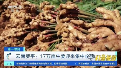 云南罗平：17万亩生姜迎来集中收获，农户生意很红火！