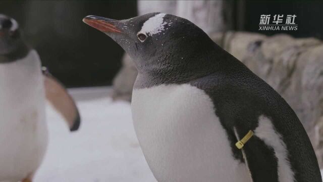 悉尼海洋生物水族馆企鹅宝宝“扎堆”报到