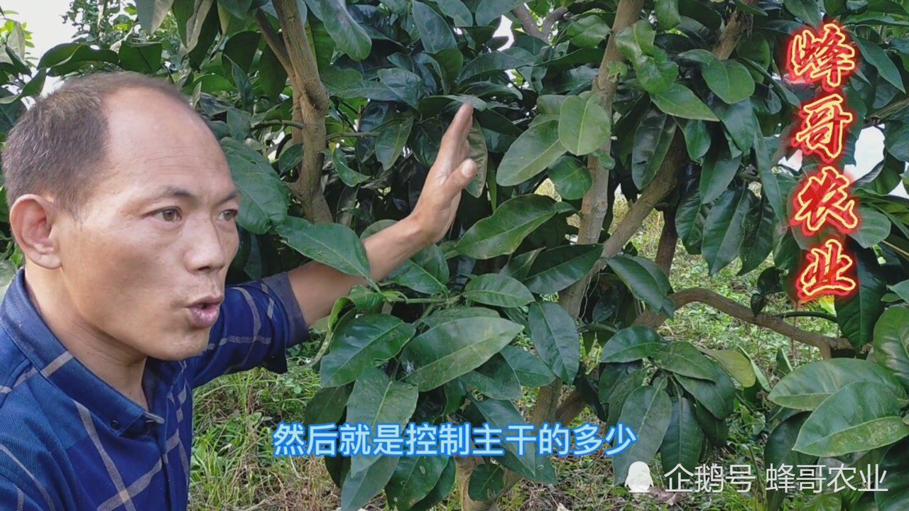 首先要掌握好柚子树修剪的方法才能保证给柚子树修剪好