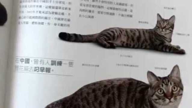 我爱中国的田园狸花猫!!!