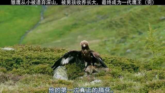 一部超级治愈的电影,因爱而放手,回归自然