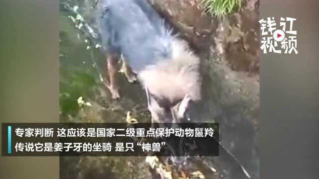 浙江一水渠竟然意外发现姜子牙的“坐骑” 像鹿像羊像驴又像牛