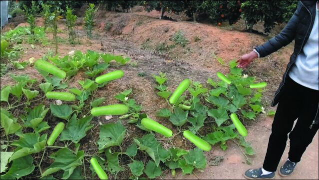 50岁大妈随手种了棵蒲瓜,不管理不施肥,一棵收入1000元,真羡慕