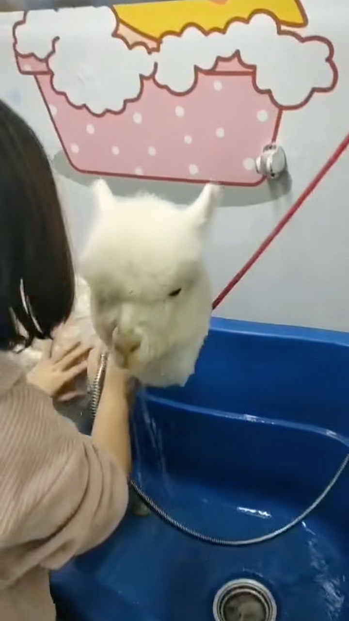 羊驼洗澡哈哈
