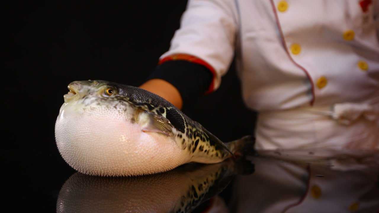 天正河豚宰杀技术规范
