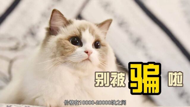 宠物猫很贵?猫咪价格大盘点,新手养猫别再傻傻被骗啦