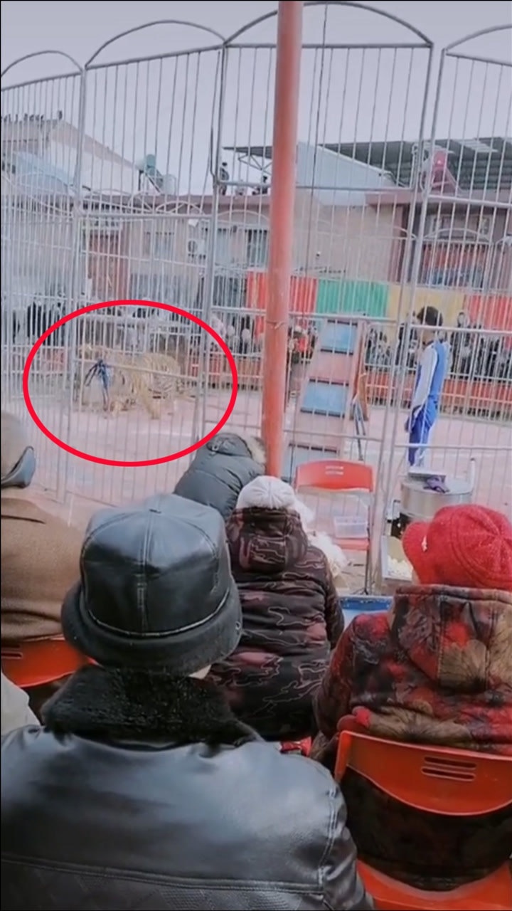 山西闻喜马戏团老虎失控咬人笼外站满围观群众