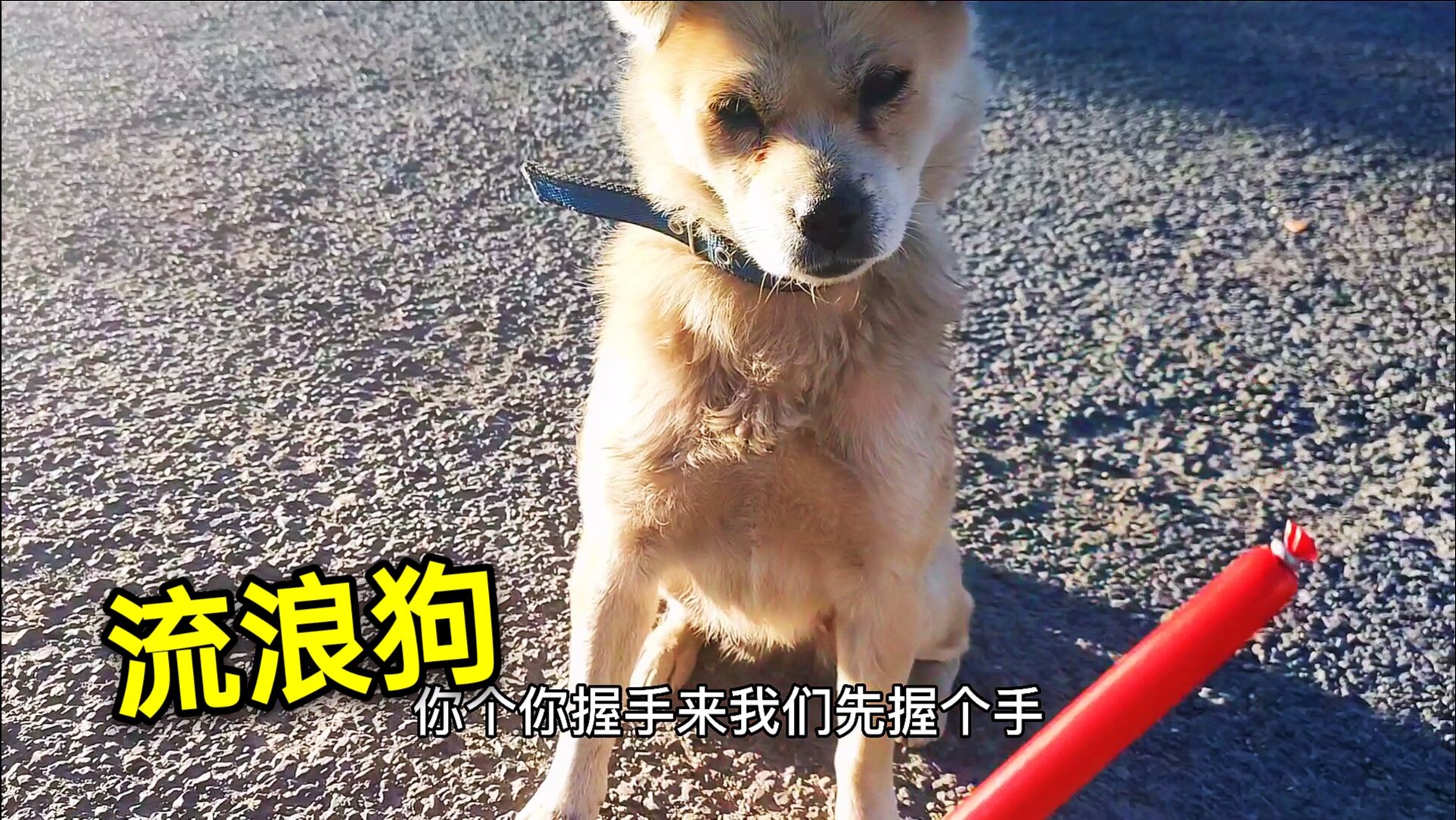 自驾西藏,网友们都说收养一条狗,今天碰到了,它会跟我走吗?