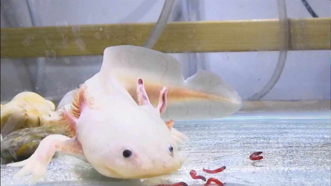 六角恐龙喂食集锦吃红虫吃到爆浆不放过每一条