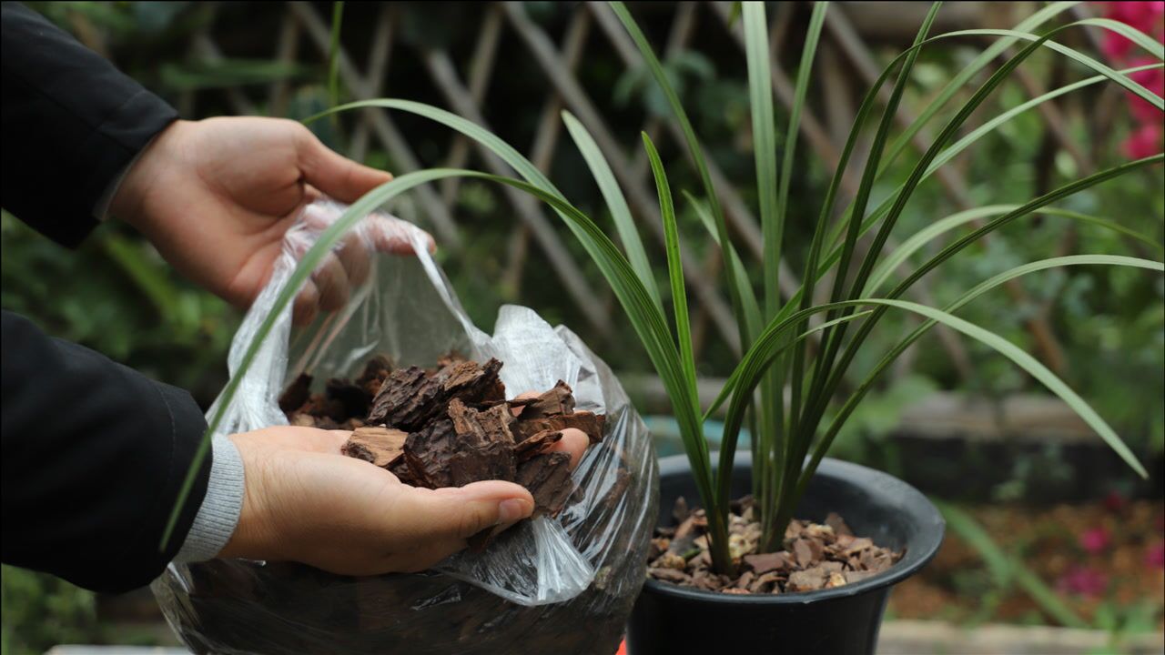 想让用松树皮养兰花达到最高效就要牢记这个发酵技巧