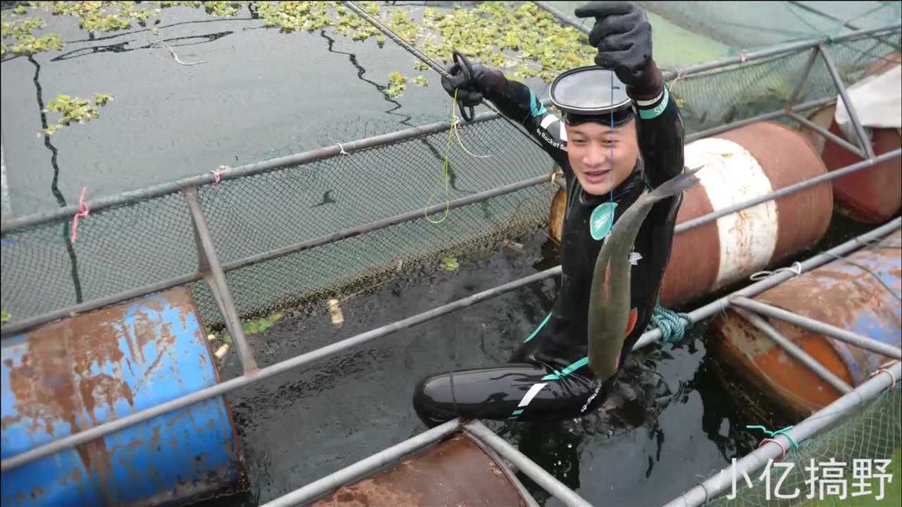 野生魚喜歡到網箱邊覓食小億潛到水下連抓兩條青竹魚開心極了