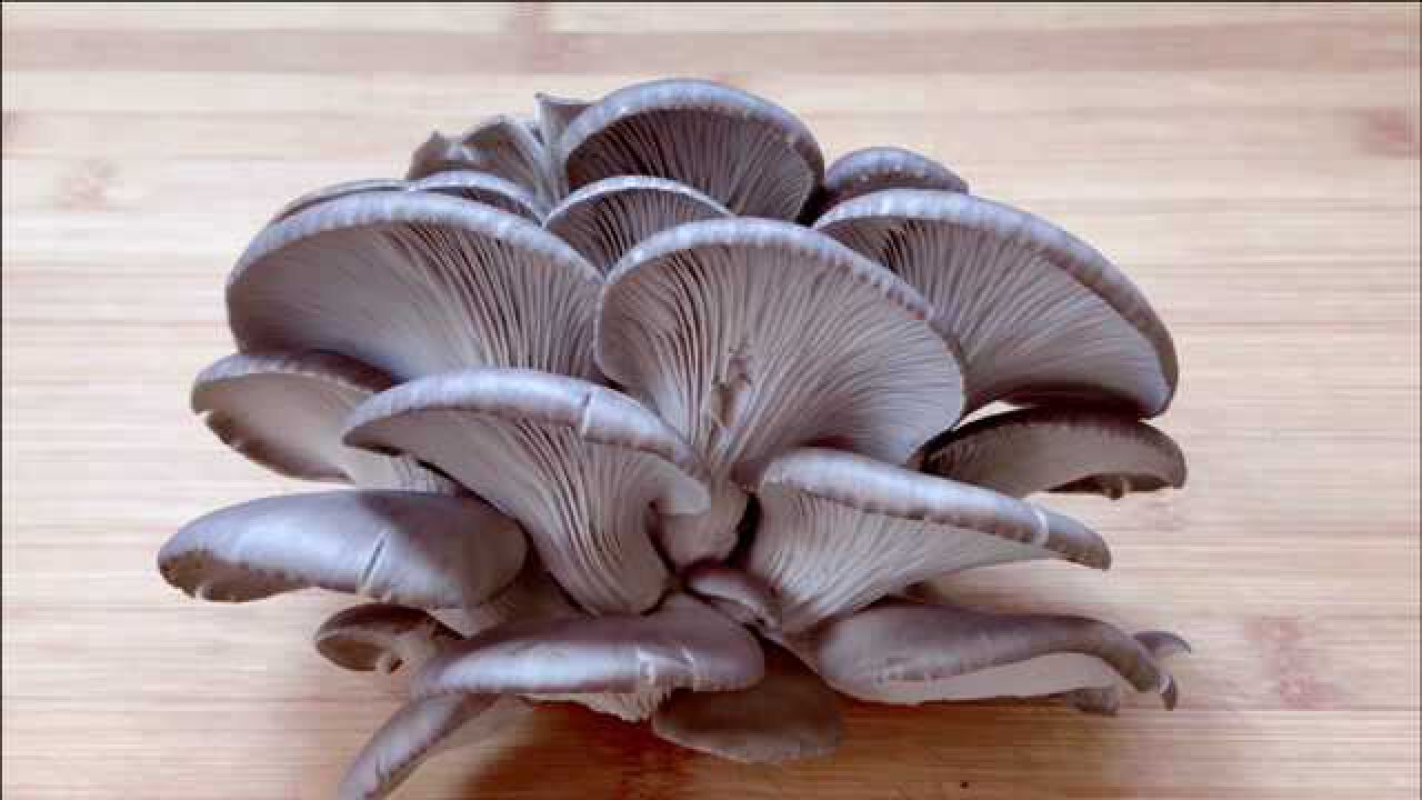 蘑菇这样做实在太好吃了我家隔三差五吃一次鲜香美味做法简单