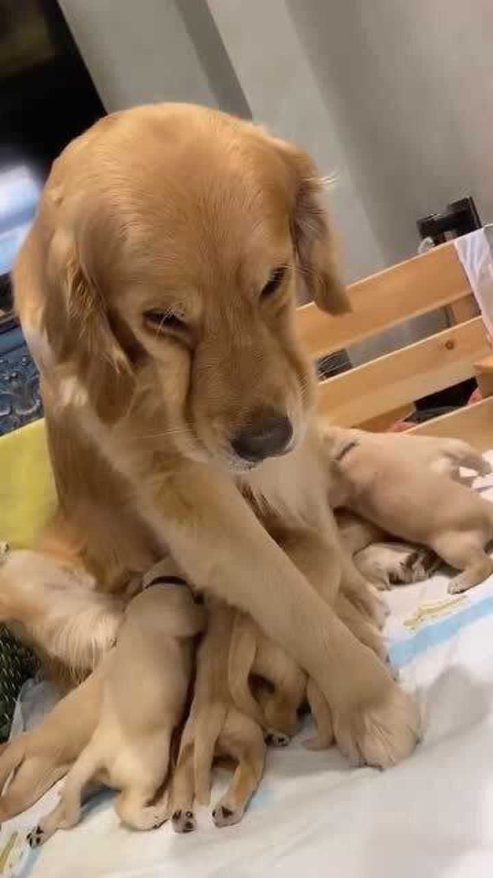 萌宠出道计划!这脸拉拉的,这是咋了啊