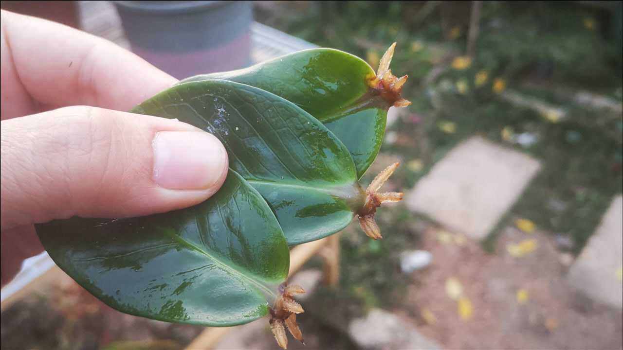 繁殖金錢樹這招最簡單摘幾片葉扔水裡不到一個月就長根