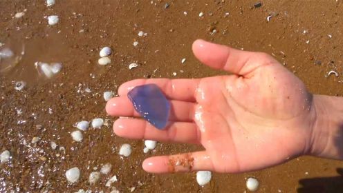 大梅赶海在海边捡贝壳，偶遇这个蓝宝石，想让朋友鉴定一下！