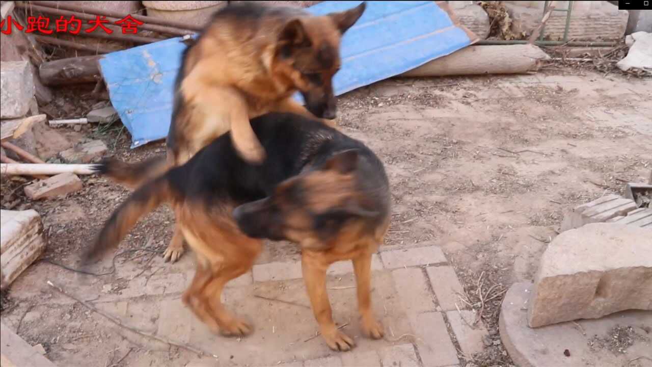 德牧到了最佳配种时间,公狗配完一次还想配,主人在一旁都看笑了