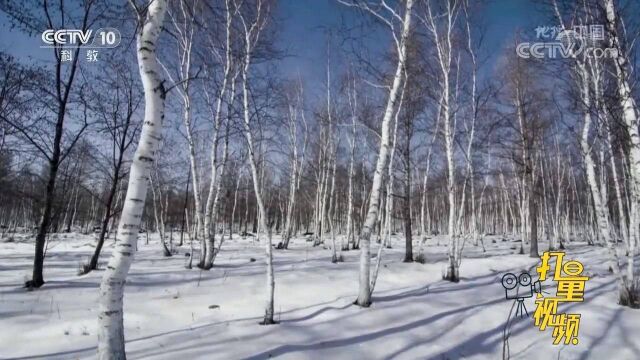 冬日山林里最热情似火的颜色红毛柳,与冰河相映成趣