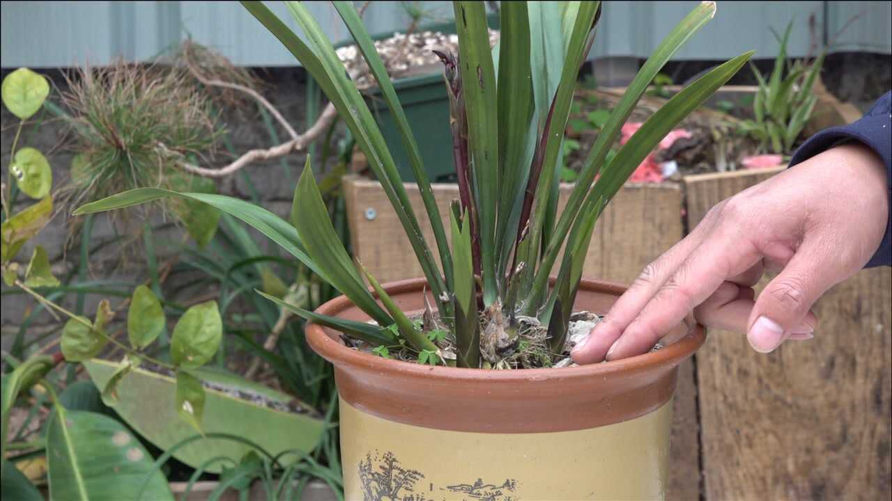 用一水喂蘭花土壤疏鬆活力足開花長葉跟打雞血似的