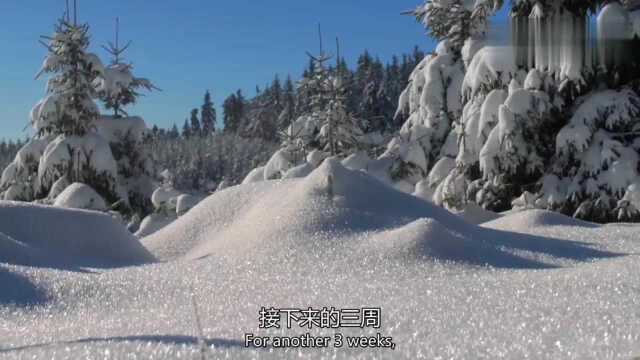 一种长年在雪地下产卵的虫子,像珍珠一样的,原来是夹子虫