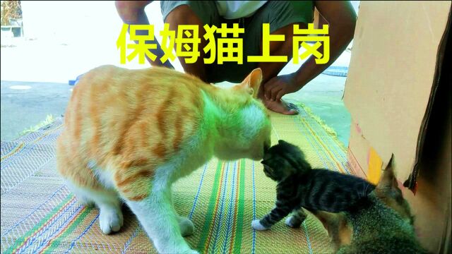 保姆猫小黄接单小奶猫:专业的事情,还是要找专业的猫来干!