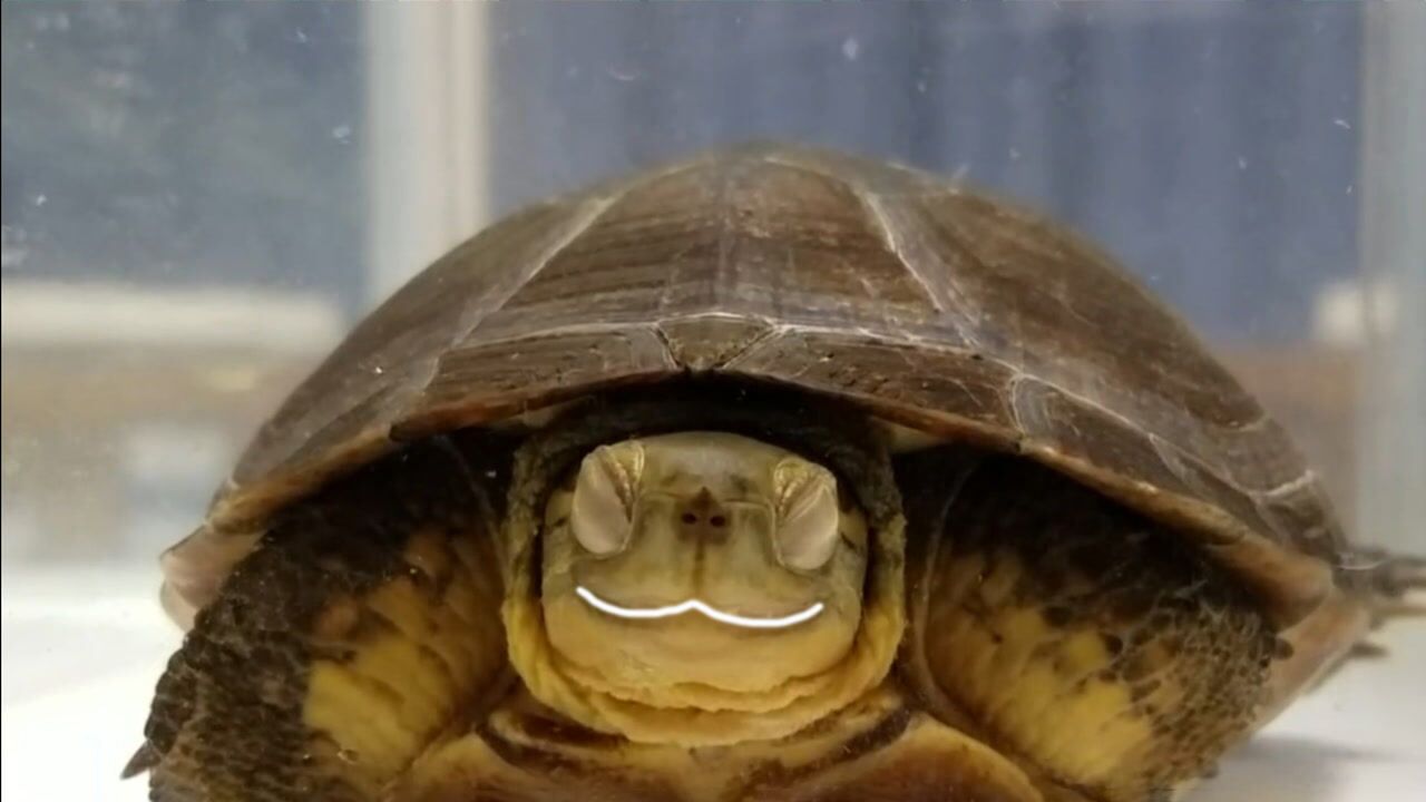 世界上最爱笑的乌龟,拥有天使般笑脸,整个"龟生"都在对主人笑