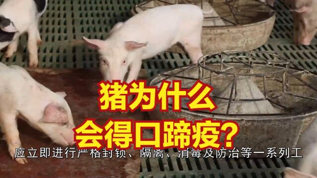 猪为什么会得口蹄疫?怎么防治?