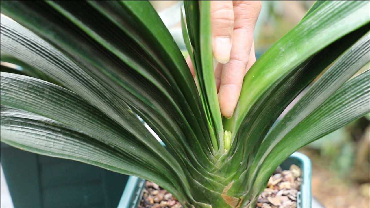君子兰夹花剑,用上三招,猛窜10厘米