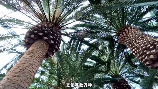 你眼中的“狮城”新加坡是什么颜色的呢?