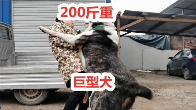 刚买的巨型猛犬中亚猎狼犬,都说有200斤,上称了一下却出乎意料!