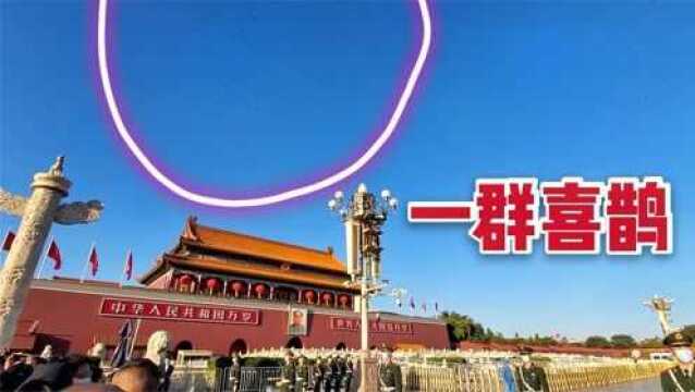 天安门降国旗前,天安门城楼突然飞来一大群喜鹊,这是什么吉兆?