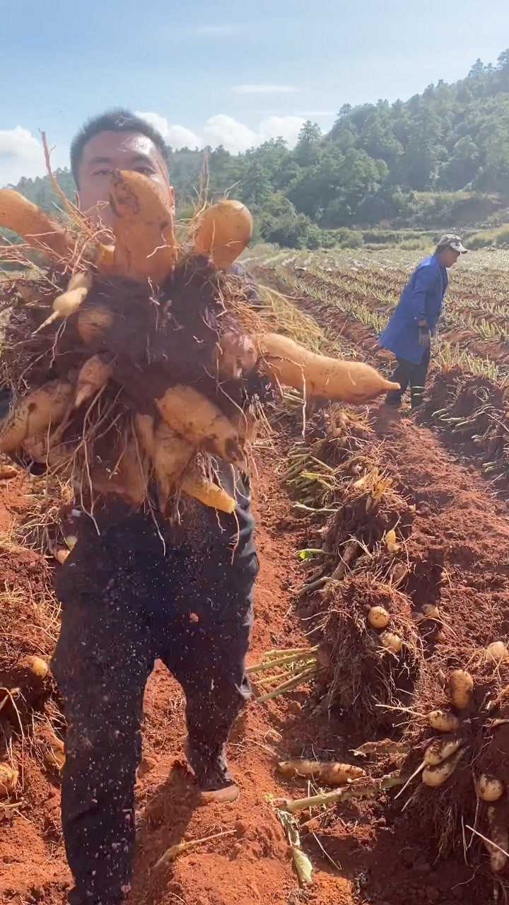 雲南天山雪蓮果產地直髮又脆又甜視頻下方購物袋就有