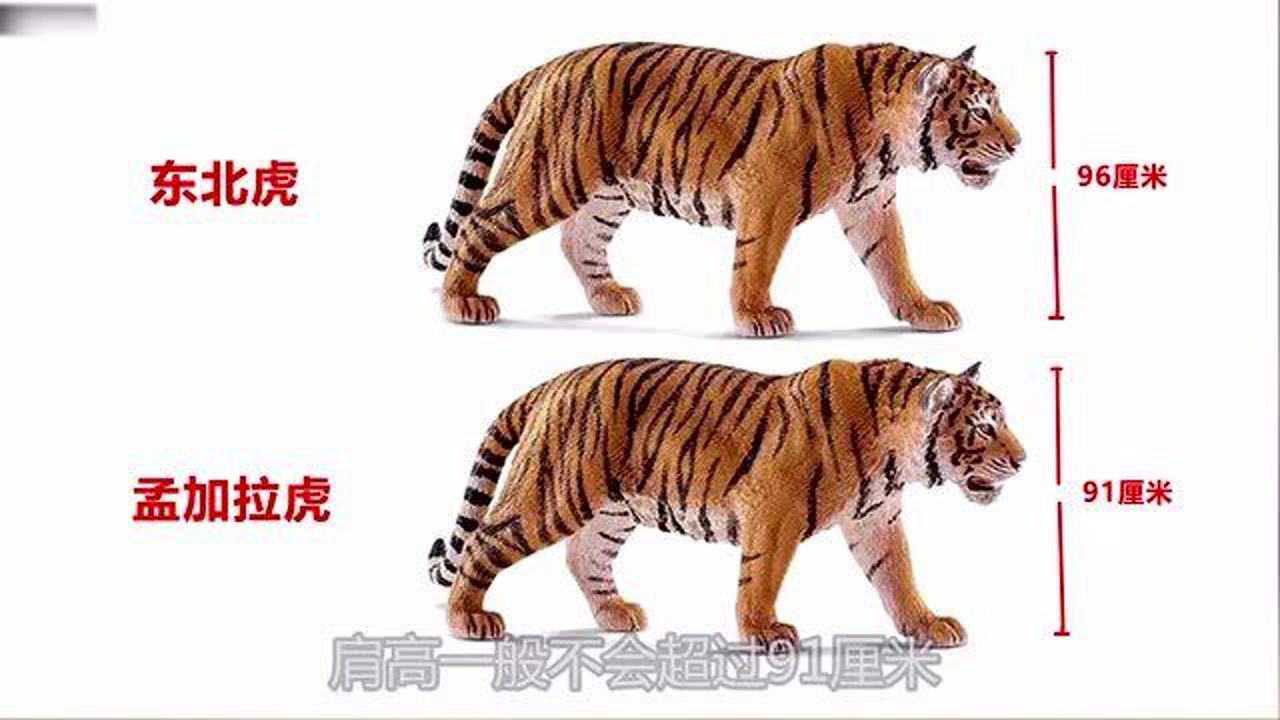 东北虎体型比孟加拉虎大为什么战斗力却不敌孟加拉虎呢