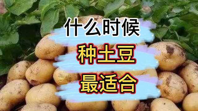 什么时候种植土豆最合适?怎么样才能种出又多又大的土豆?