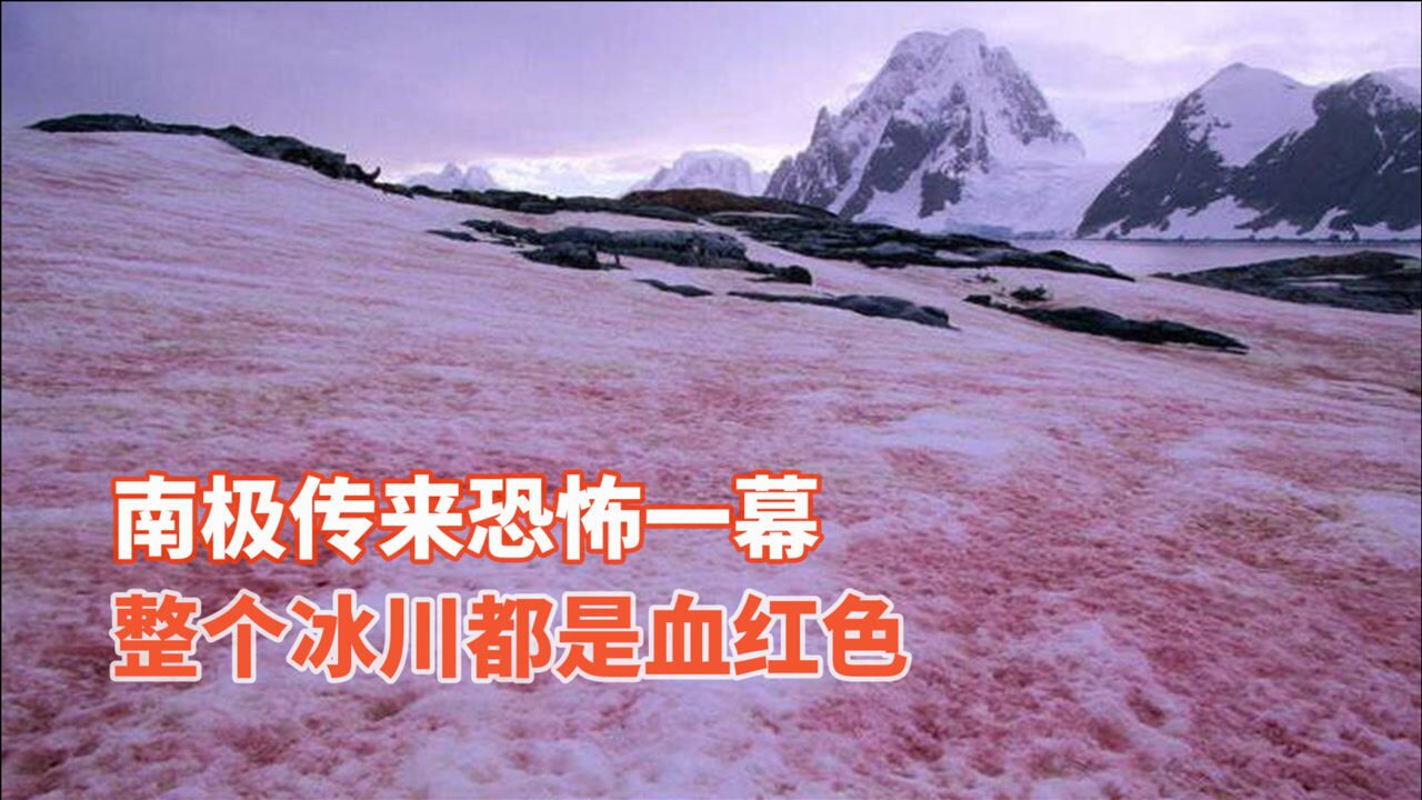 南极出现西瓜瓤般的红雪,闻起来还有西瓜味,却和西瓜没半点关系
