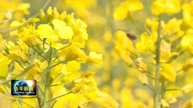 连平县内莞蓝州畲族村:油菜花开迎客来