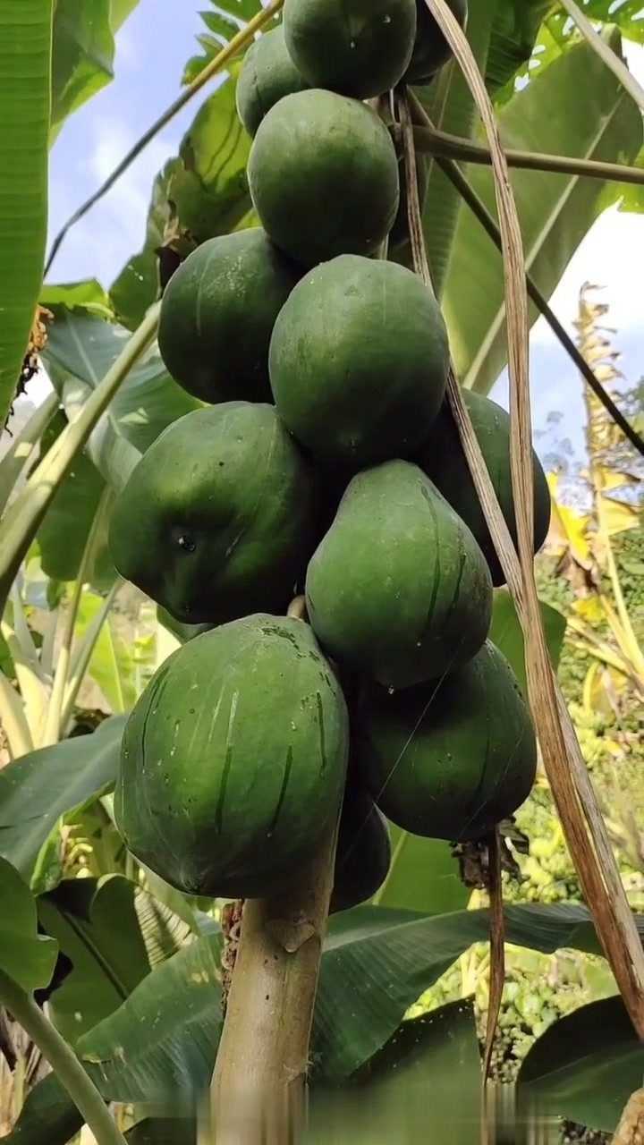 野生木瓜#三农带货